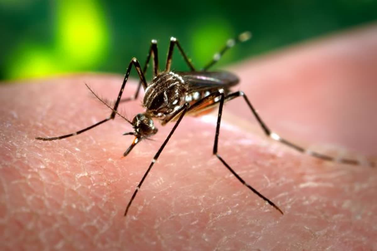 Close-up of an Aedes aegypti mosquito feeding, the primary dengue vector in Malaysia