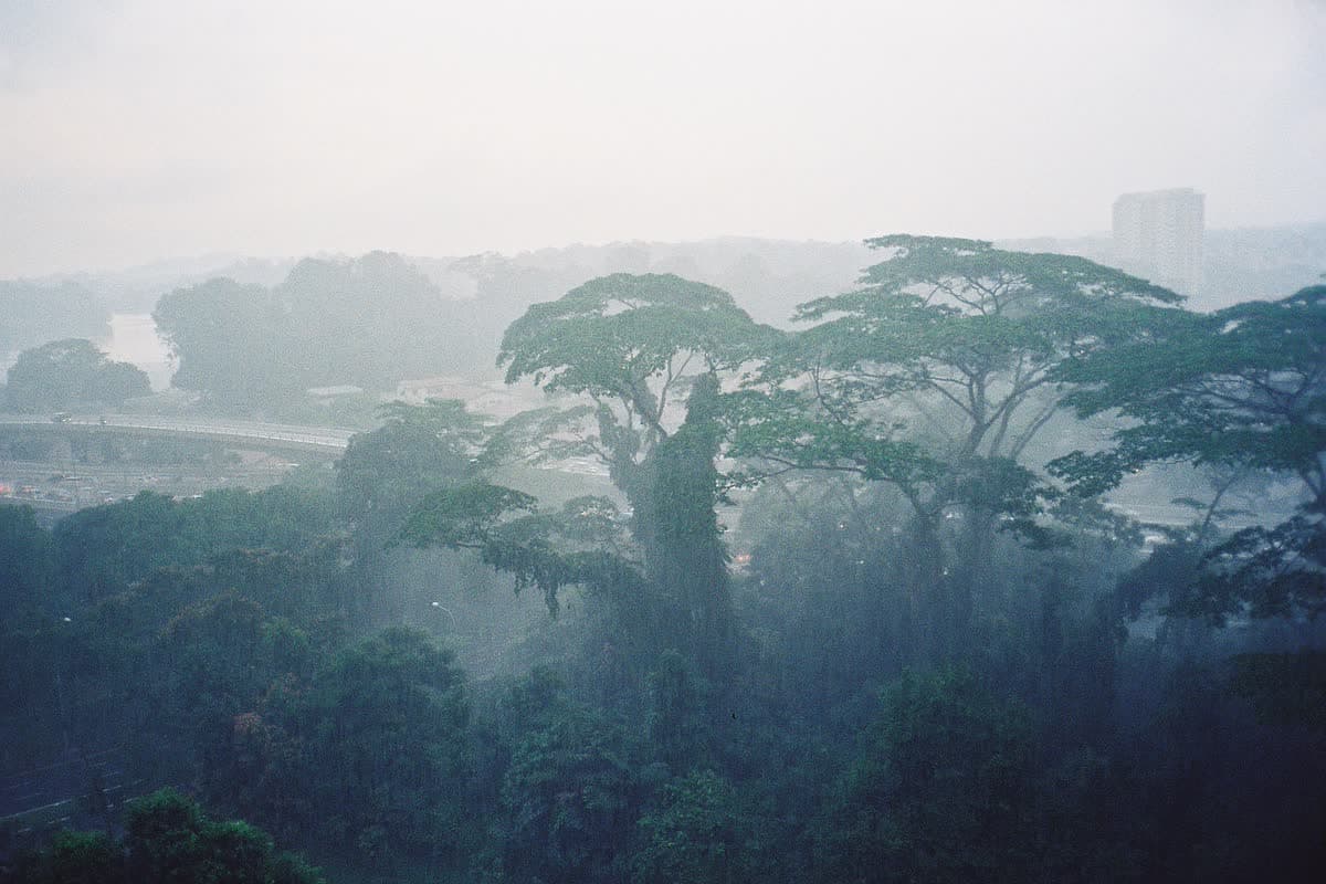 Dense tropical rainforest in Johor Bahru, Malaysia
