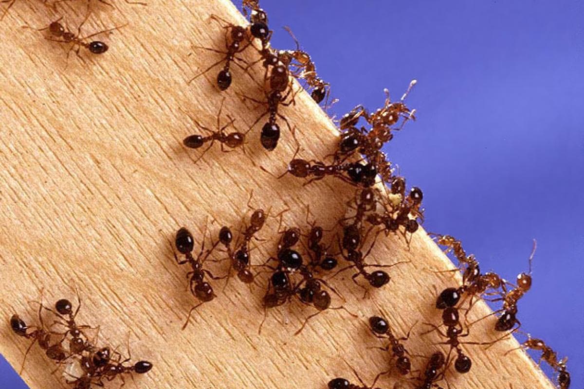 A trail of fire ants (Solenopsis invicta) foraging across a piece of wood
