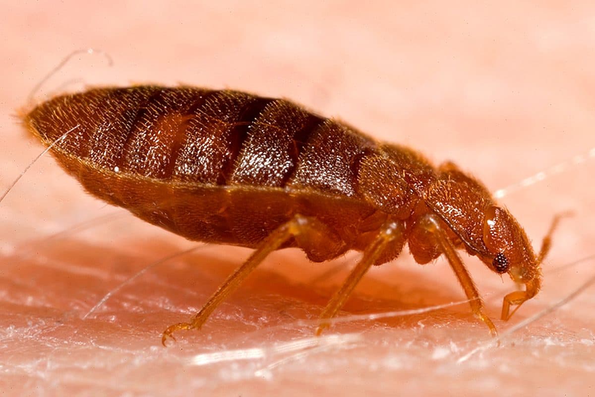 Close-up macro photo of an adult bed bug (Cimex lectularius)