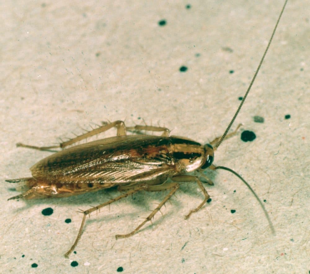 Close-up macro photo of a German cockroach