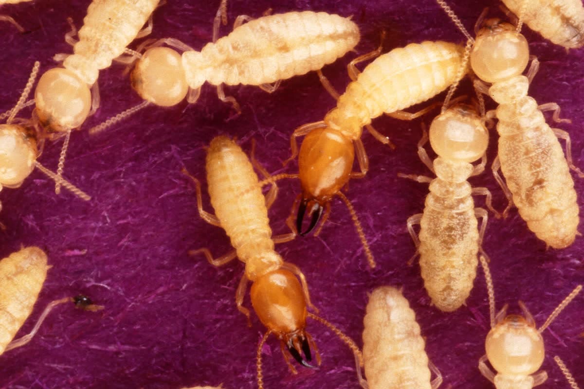 Subterranean termites (Coptotermes formosanus) foraging on treated filter paper in a research study