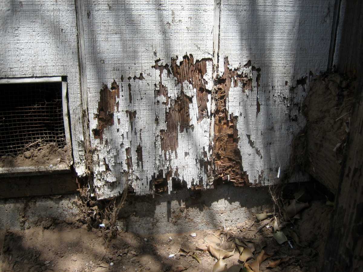 Wall and timber framing damaged by subterranean termites